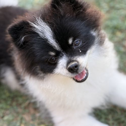 Spitz nain #4