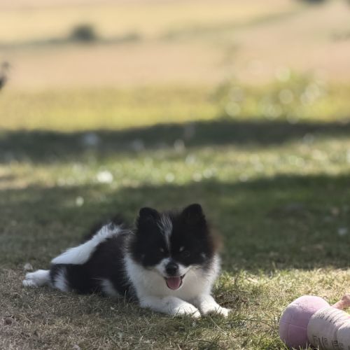 Spitz nain #8