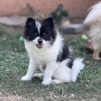 Spitz nain #3