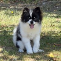 Spitz nain #5