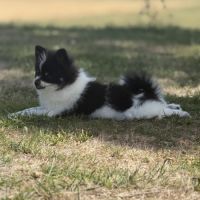 Spitz nain #6