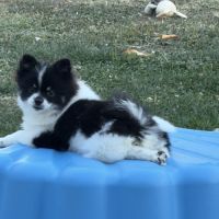 Spitz nain