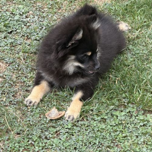 Spitz nains black and tan #1
