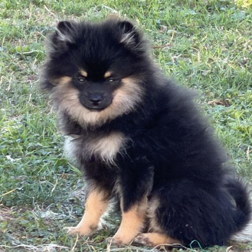 Spitz nains black and tan #2