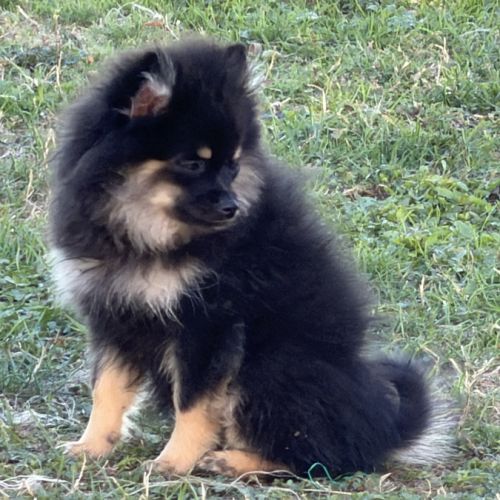 Spitz nains black and tan