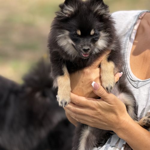 Spitz nains black and tan #5