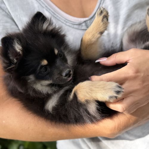 Spitz nains black and tan #6