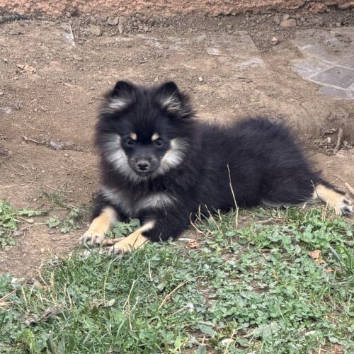 Spitz nains black and tan #7