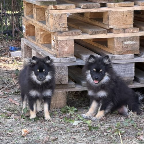 Spitz nains black and tan #8