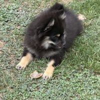 Spitz nains black and tan #1