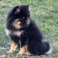 Spitz nains black and tan