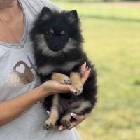 Spitz nains black and tan #4