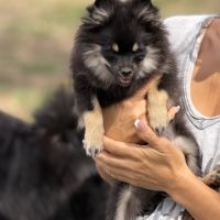 Spitz nains black and tan #5