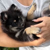 Spitz nains black and tan #6
