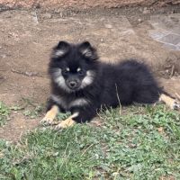 Spitz nains black and tan #7