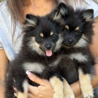 Spitz nains black and tan #9
