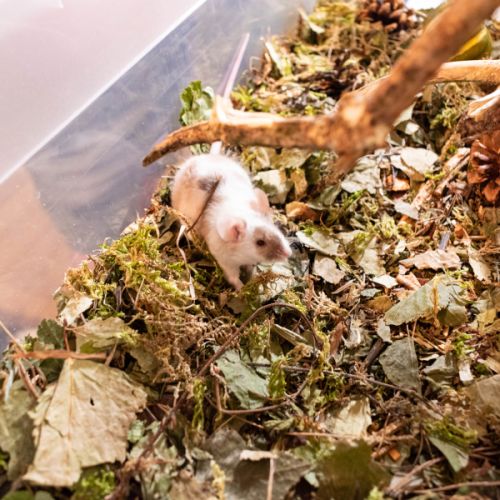 Souris de compagnie #2