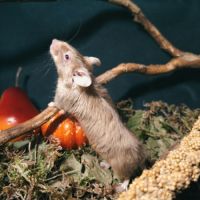 Souris de compagnie
