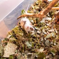 Souris de compagnie #2