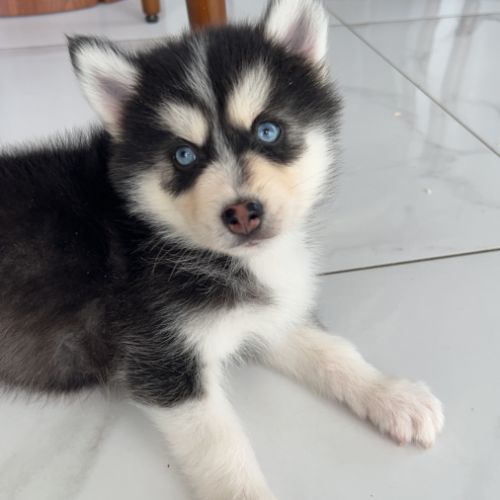 Chiot pomsky #2