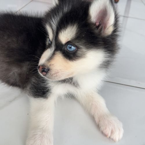 Chiot pomsky #3