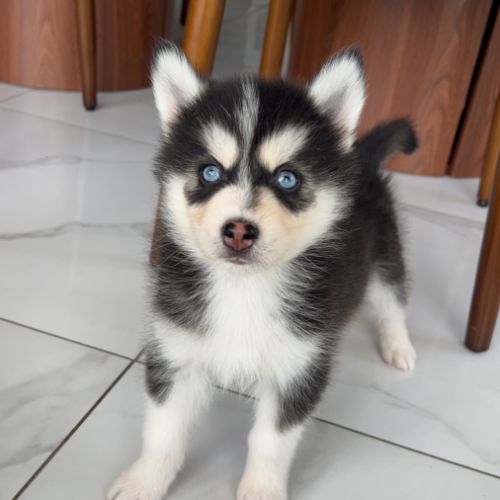 Chiot pomsky #5