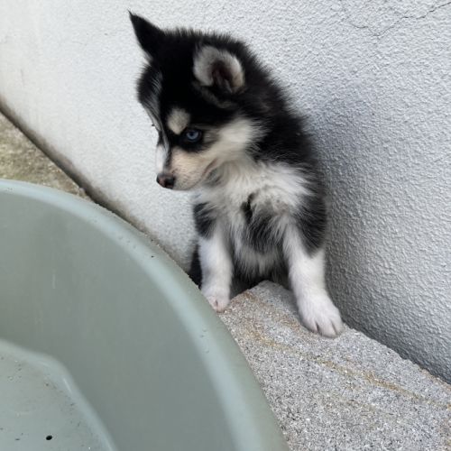 Chiot pomsky #7