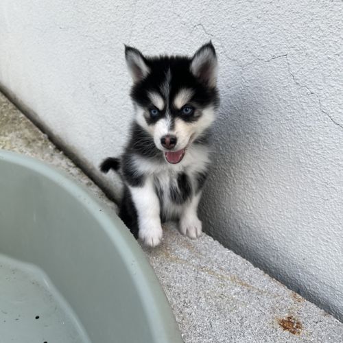 Chiot pomsky #8