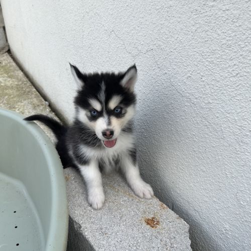 Chiot pomsky #9