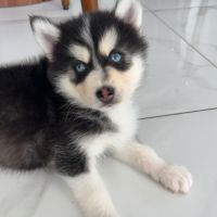 Chiot pomsky #2