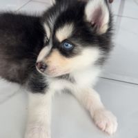 Chiot pomsky #3
