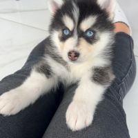 Chiot pomsky #4