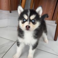 Chiot pomsky #5