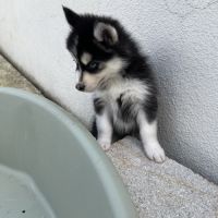 Chiot pomsky #7