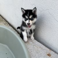 Chiot pomsky #8