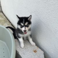 Chiot pomsky #9