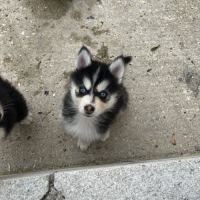 Chiot pomsky #10