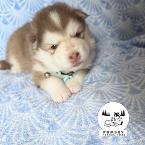 Chiots pomsky à vendre #3