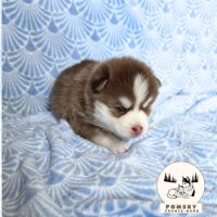 Chiots pomsky à vendre #1