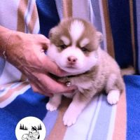 Chiots pomsky à vendre
