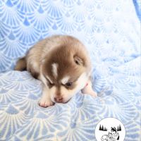 Chiots pomsky à vendre #4