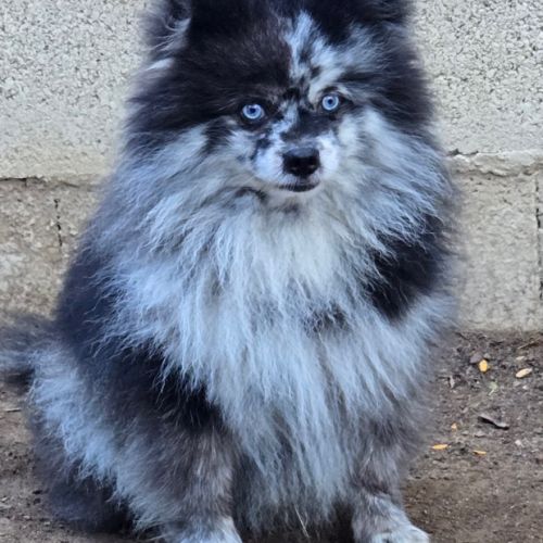 Spitz nain pomeranien #1