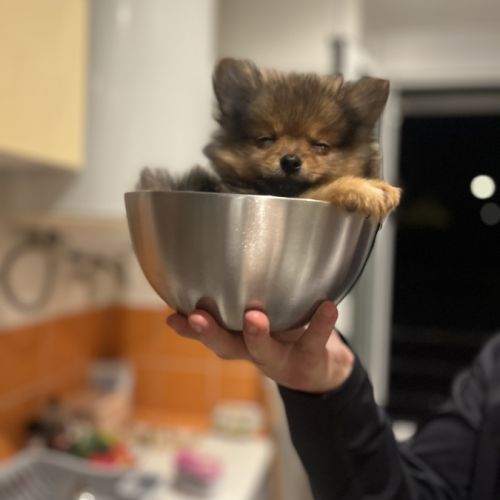Spitz nain pomeranien