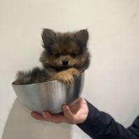 Spitz nain pomeranien #2