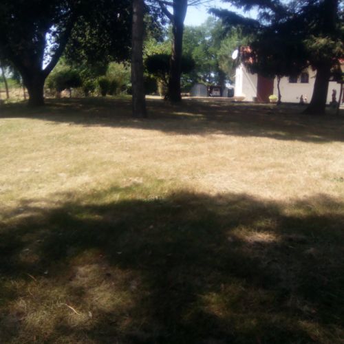 Chihuahua adultes/ senior poil court, nez court, #0