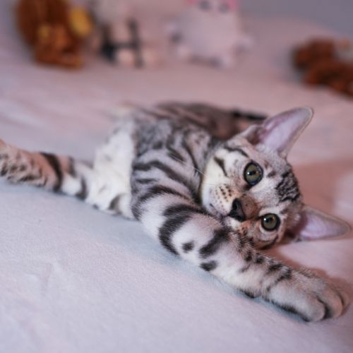 Chatons bengal loof #2