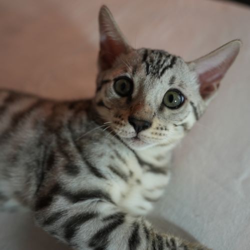Chatons bengal loof #3