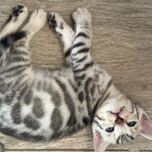 Chatons bengal loof #4