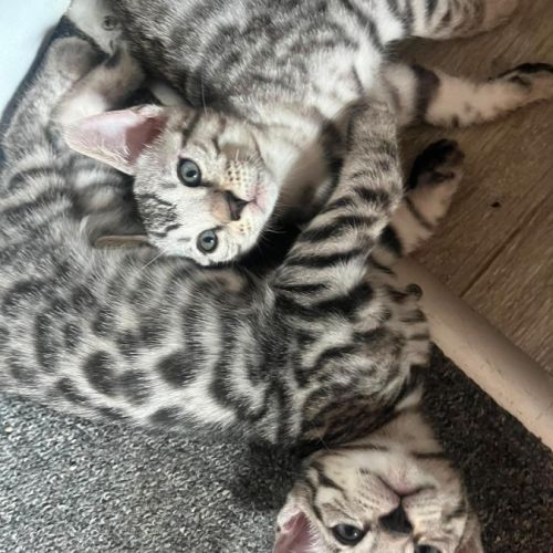 Chatons bengal loof #5