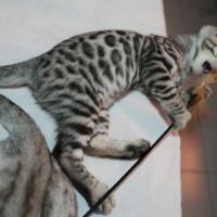 Chatons bengal loof